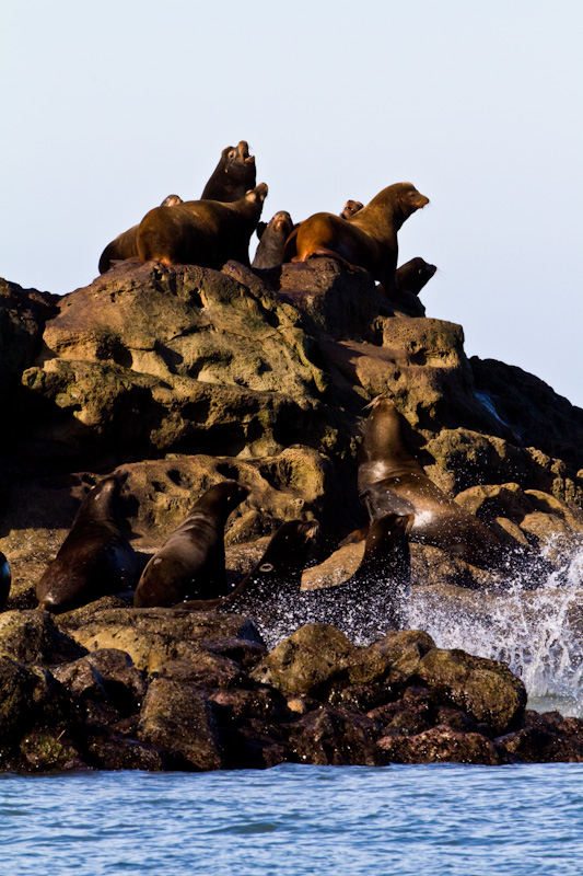 California Sea Lions